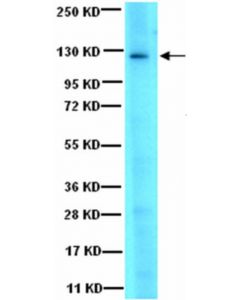Millipore Anti-Jak3 Antibody