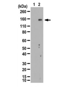 Millipore Anti-Phospho-Irs-2 (Ser388) Antibody