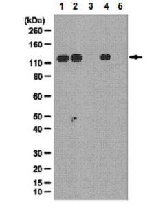 Millipore Anti-Phospho-Srpk2 (Ser494) Antibody