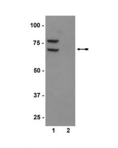 Millipore Anti-Phospho-Pkr (Thr446) Antibody