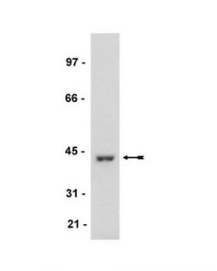 Millipore Anti-Mkp1 Antibody
