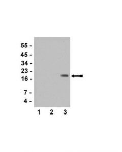 Millipore Anti-Acetyl-Histone H3 (Lys36) Antibody
