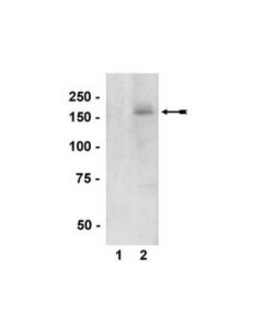 Millipore Anti-Phospho-Nnos/Nos I (Ser1417) Antibody