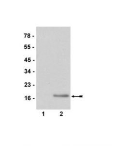 Millipore Anti-Dimethyl-Histone H3 (Arg2) Antibody