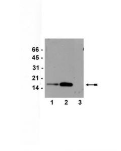 Millipore Anti-Acetyl-Histone H3 (Lys9/18) Antibody