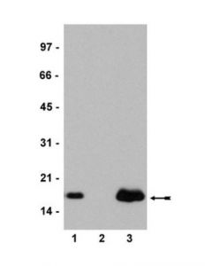 Millipore Anti-Histone H2a.Z Antibody