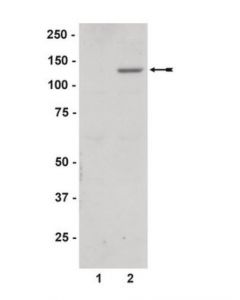 Millipore Anti-Phospho-Jak2 (Tyr1007/1008) Antibody; MILL-07-606