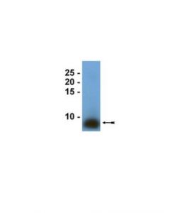 Millipore Anti-Surfactant Protein B Antibody