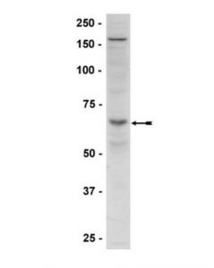 Millipore Anti-Phospho-Ampkalpha (Thr172) Antibody; MILL-07-626