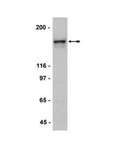 Millipore Anti-Nr2a Antibody