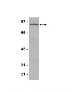 Millipore Anti-Prmt7 Antibody