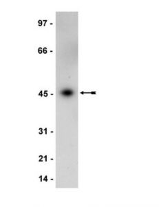 Millipore Anti-Mek1 Antibody