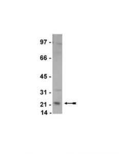 Millipore Anti-Rab4 Antibody