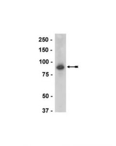 Millipore Anti-Lingo-1 Antibody