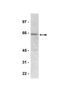 Millipore Anti-Phospho-Ampk Alpha (Thr172) Antibody