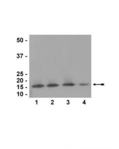 Millipore Anti-Histone H3 Antibody  Ct  Pan; MILL-07-690