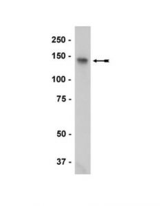 Millipore Anti-Hdac6 Antibody, Ct