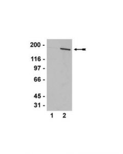 Millipore Anti-As160 (Rab-Gap) Antibody; MILL-07-741