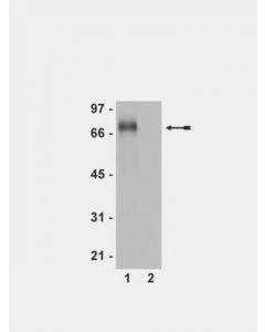 Millipore Anti-Phospho-Flt-1 (Tyr1213) Antibody