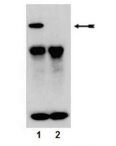 Millipore Anti-Phospho-Pkcalpha (Ser657/Tyr658) Antibody