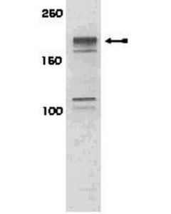 Millipore Anti-Phospho-Irs1 (Ser616) Antibody