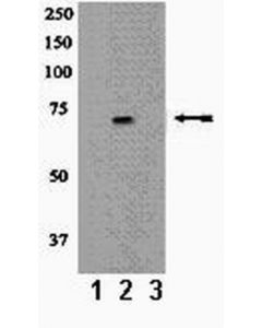 Millipore Anti-Phospho-Src (Tyr418) Antibody