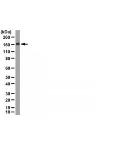 Millipore Anti-G9a (Bat8) Antibody; MILL-09-071