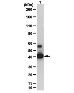 Millipore Anti-Sirt2 Antibody