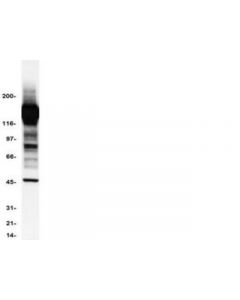 Millipore Anti-Phosphotyrosine Antibody, Clone 4g10, Hrp Conjugate