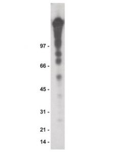 Millipore Anti-Phosphotyrosine Antibody, Recombinant Clone 4g10,