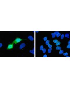 Millipore Anti-Histidine Tagged Antibody, Clone 4d11, Alexa Fluor