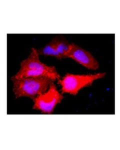 Millipore Anti-Myc Tag Antibody, Clone 9e10, Alexa Fluor 555 Conjugate