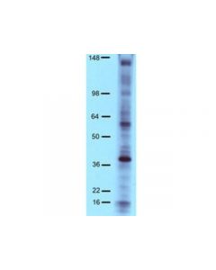 Millipore Anti-Phosphotyrosine Antibody, 4g10 Platinum, Hrp Conjugate