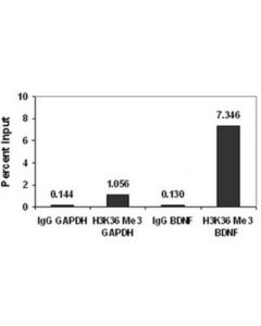 Millipore Chipab+ Trimethyl-Histone H3 (Lys36) - Chip Validated Antibody