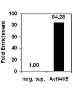 Millipore Chipab+ Acetyl-Histone H4 (Lys5) - Chip Validated Antibody