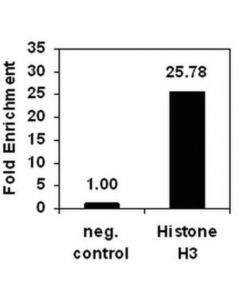 Millipore Chipab+ Histone H3 (Ct) - Chip Validated Antibody And Primer