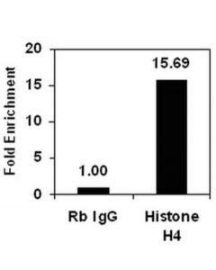 Millipore Chipab+ Histone H4 - Chip Validated Antibody And Primer