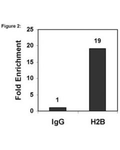 Millipore Chipab+ Histone H2b - Chip Validated Antibody And Primer