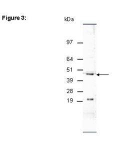Millipore Chipab+ Jmjd1c - Chip Validated Antibody And Primer Set