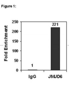 Millipore Chipab+ Jmjd6 - Chip Validated Antibody And Primer Set