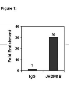 Millipore Chipab+ Jhdm1b Antibody
