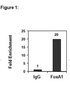 Millipore Chipab+ Foxa1 Antibody