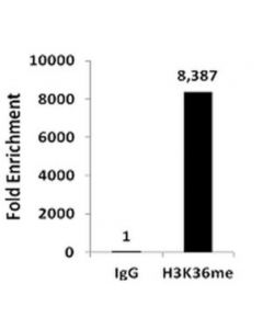 Millipore Chipab+ Monomethyl-Histone H3 (Lys36) - Chip Validated
