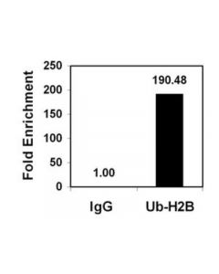 Millipore Chipab+ Ubiquityl-Histone H2b - Chip Validated Antibody