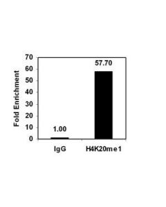 Millipore Chipab+ Monomethyl-Histone H4 (Lys20) - Chip Validated