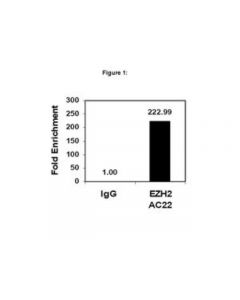 Millipore Chipab+ Ezh2, Clone Ac22 - Chip Validated Antibody And