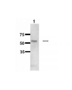 Millipore Anti-Cytochrome P450 1b1 Antibody