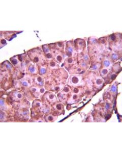 Millipore Anti-Sox4 Antibody