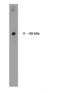 Millipore Anti-Olig2 Antibody
