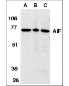 Millipore Anti-Aif Antibody, Internal Domain
